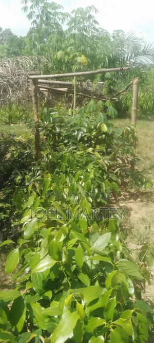Cinnamon Seedlings