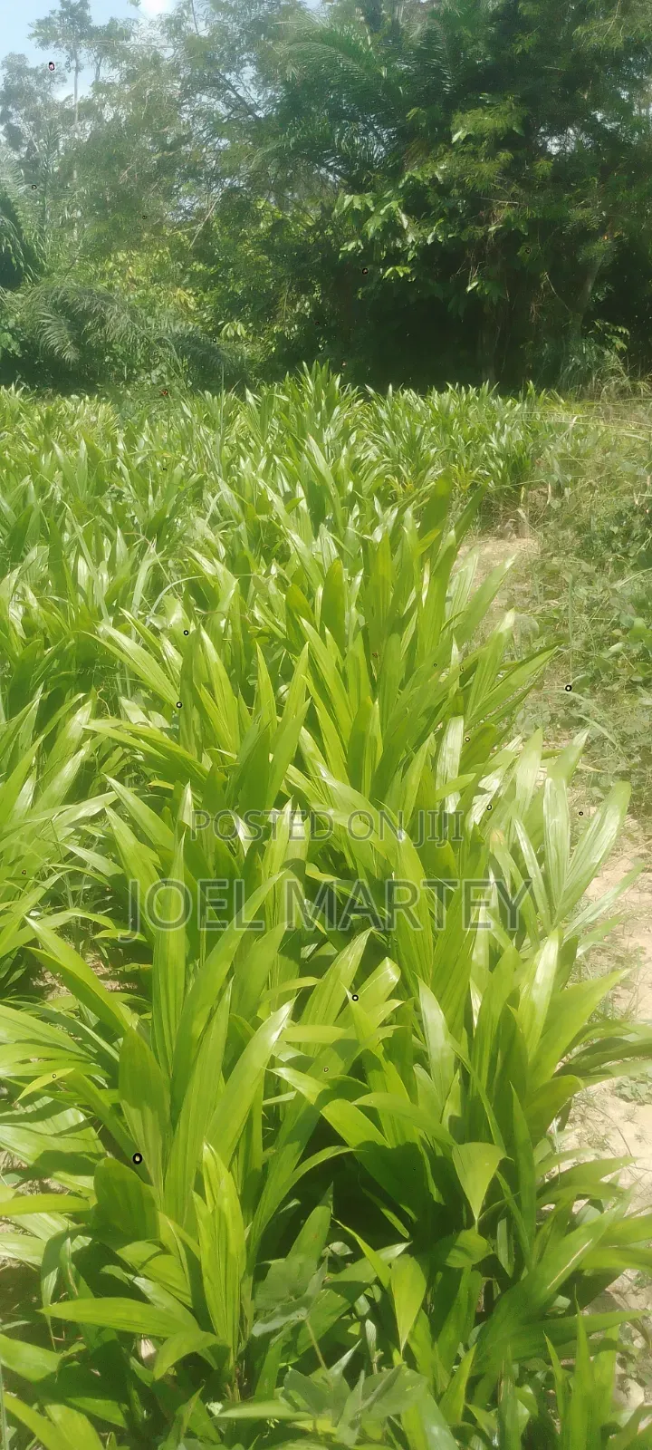 Palm Seedlings