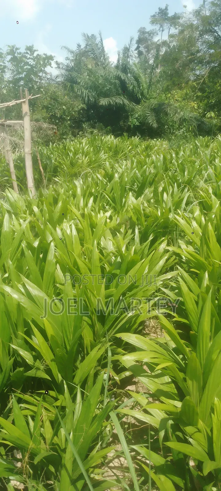 Palm Seedlings