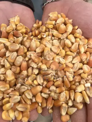 50 Kg Yellow Maize