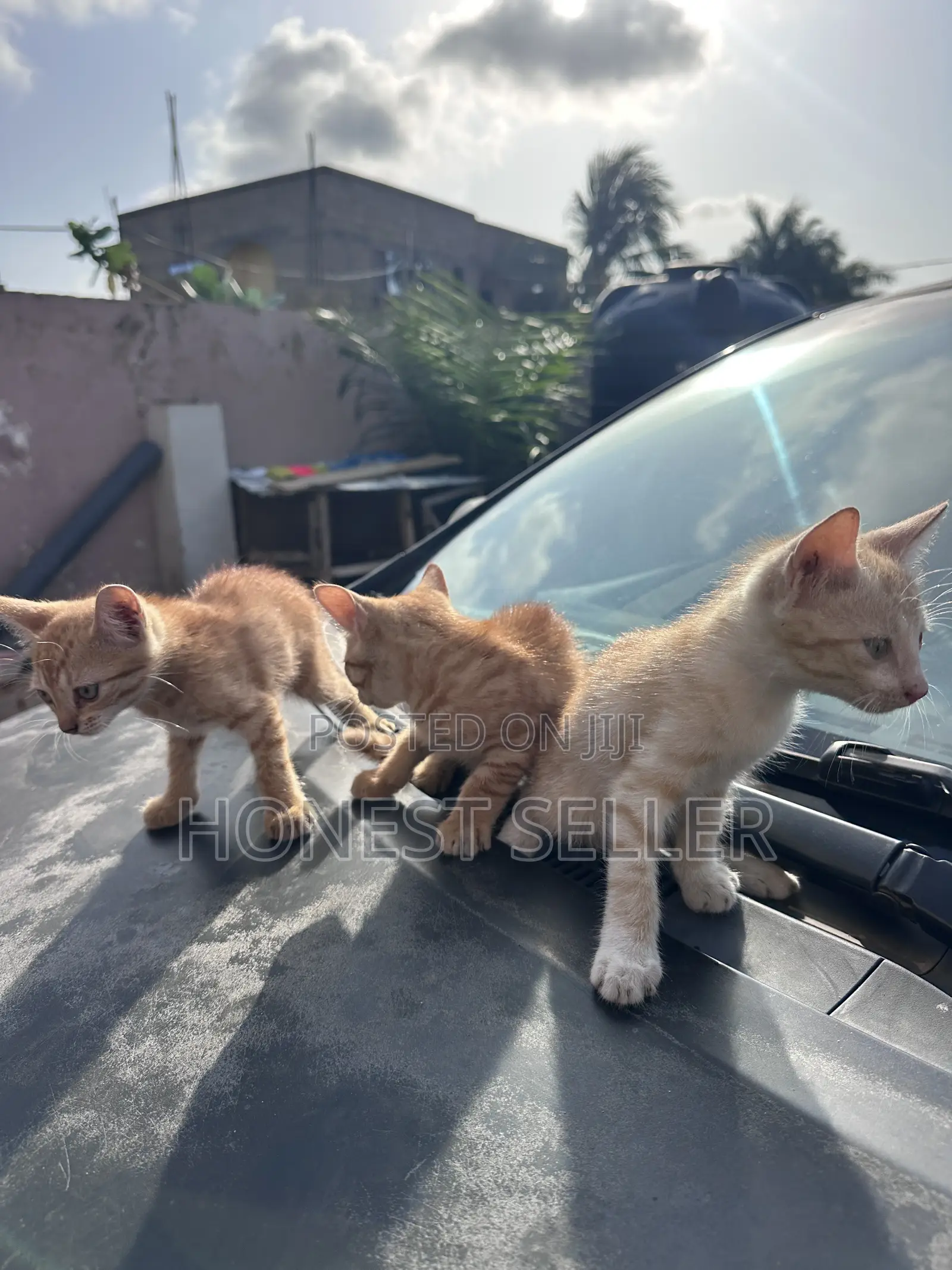1-3 months Male Mixed Breed Cat
