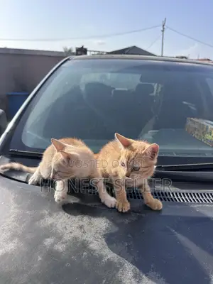 1-3 months Male Mixed Breed Cat