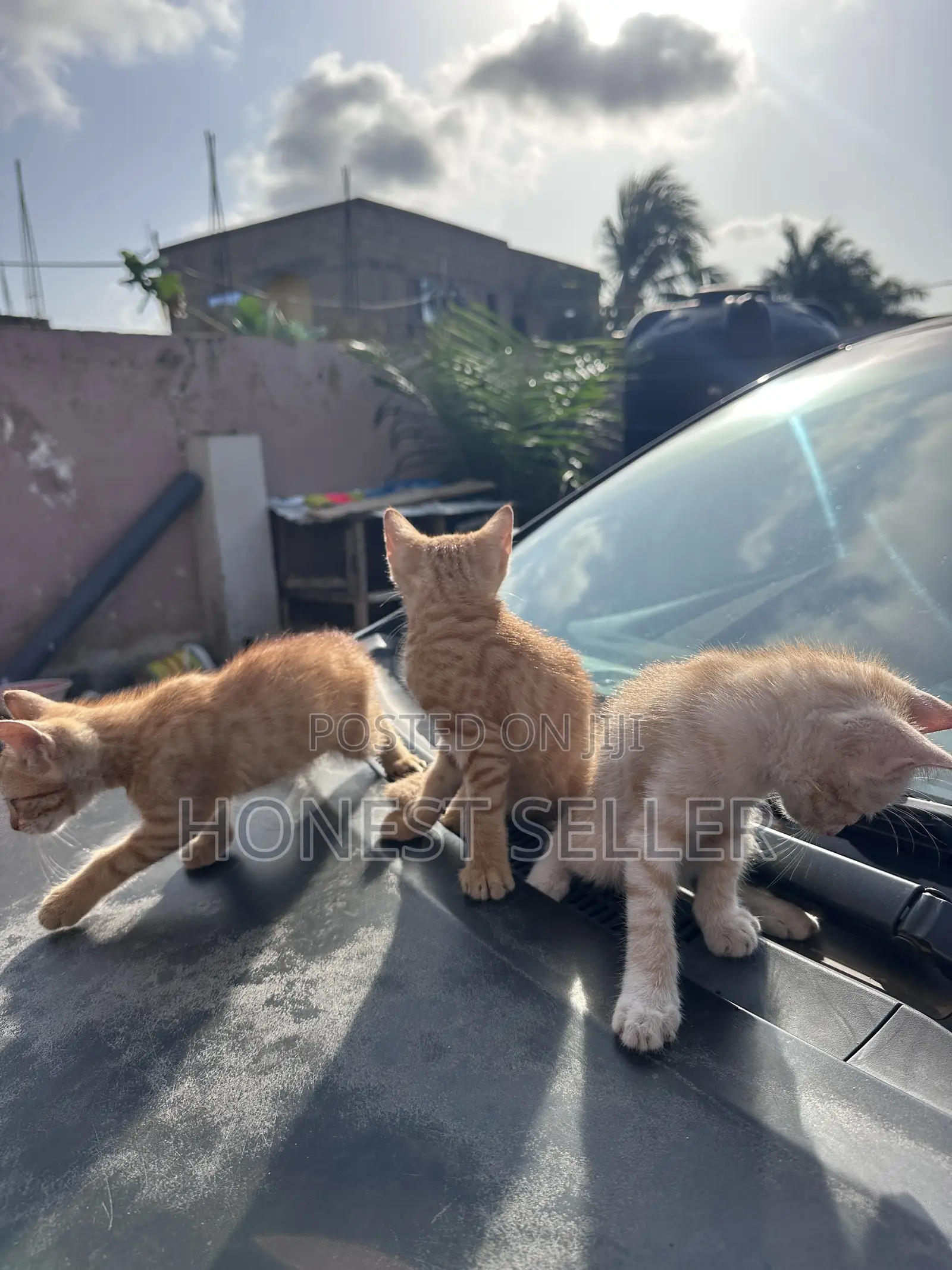 1-3 months Male Mixed Breed Cat