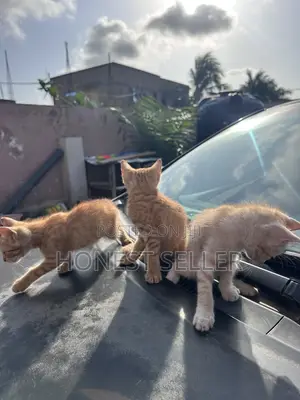 1-3 months Male Mixed Breed Cat