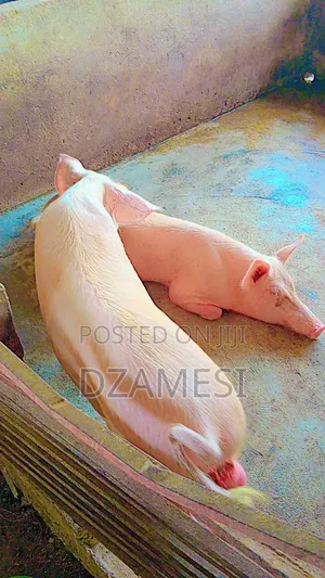 Piggery Farm