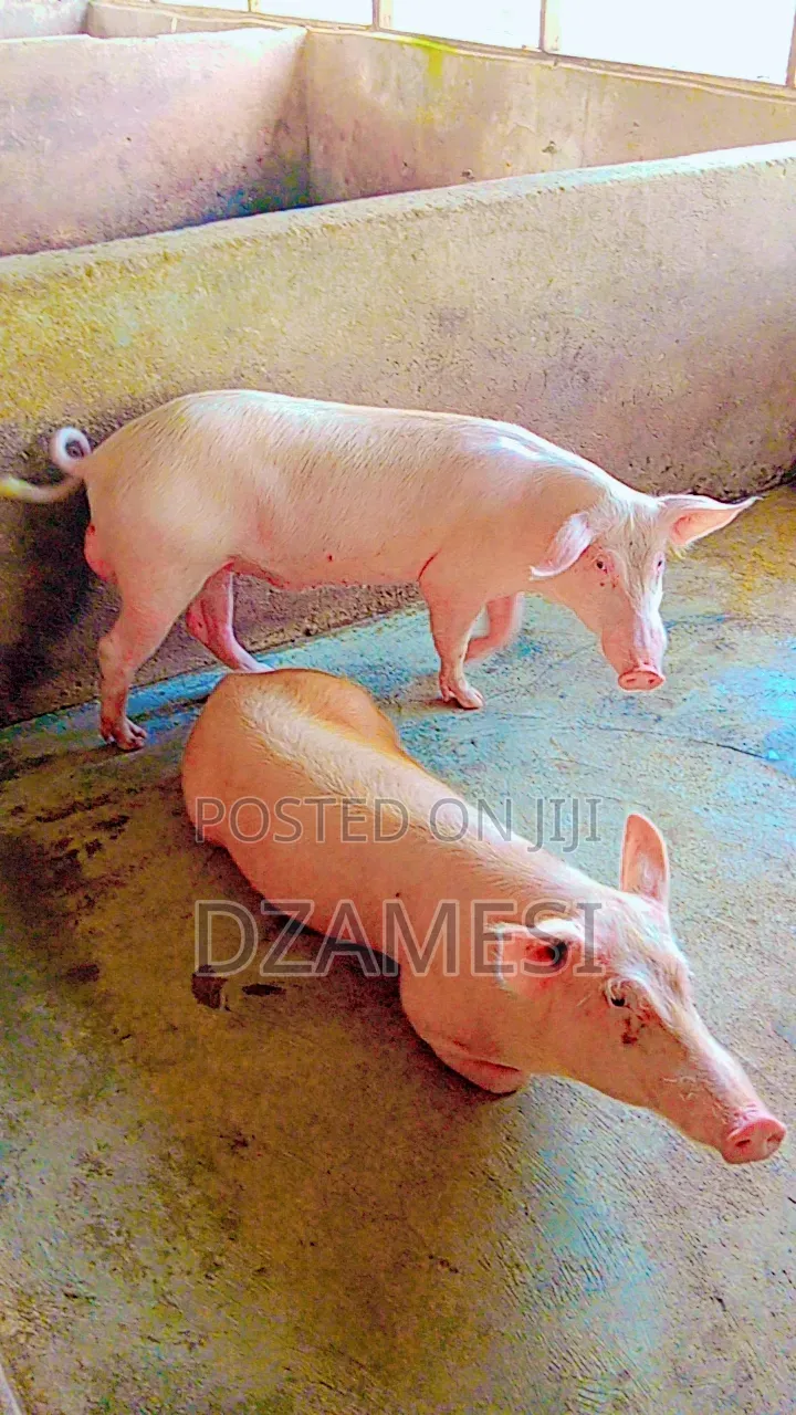Piggery Farm