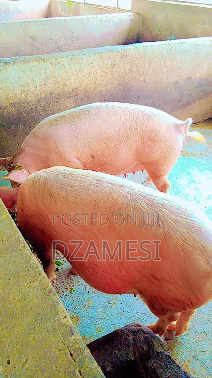 Piggery Farm