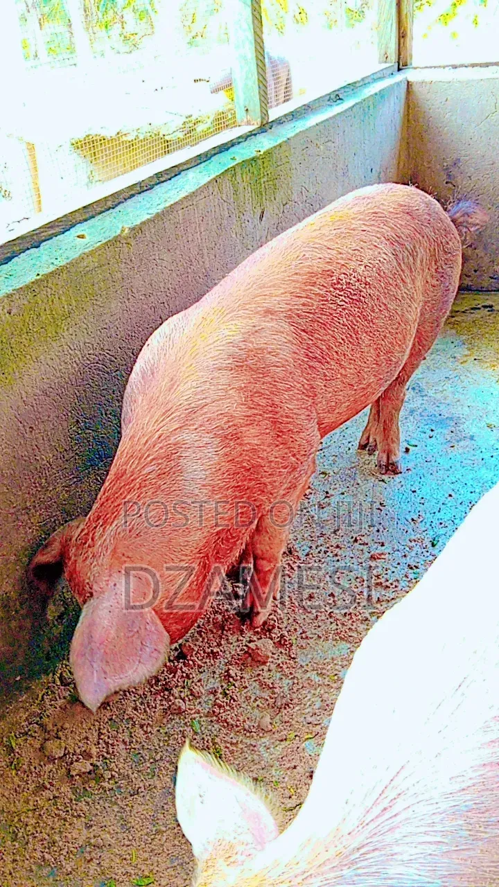 Piggery Farm