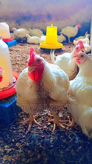 Broiler Birds