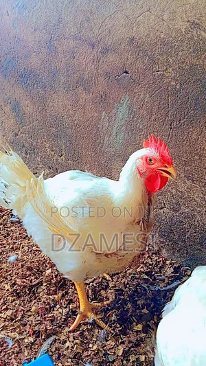 Broiler Birds
