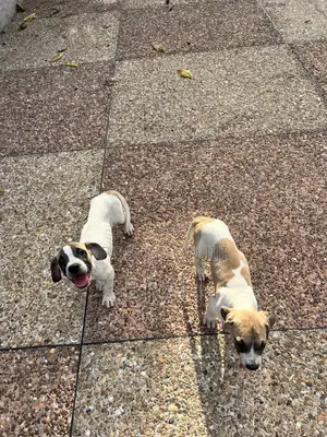 3-6 months Female Purebred Boerboel