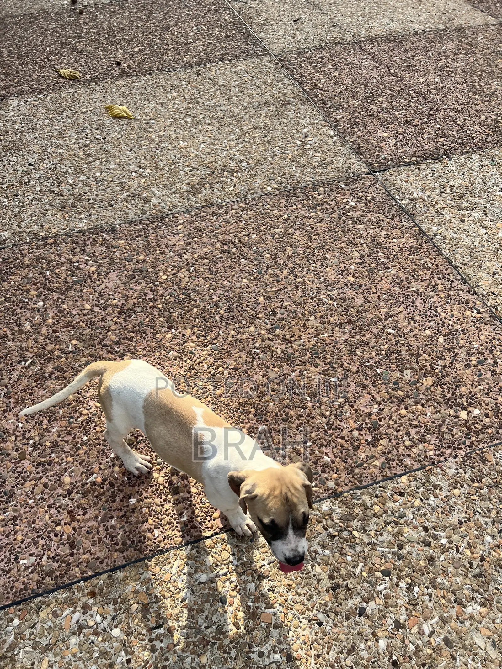 3-6 months Female Purebred Boerboel