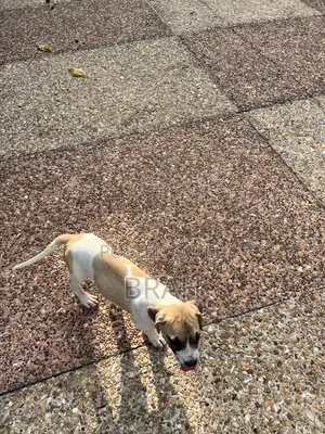 3-6 months Female Purebred Boerboel