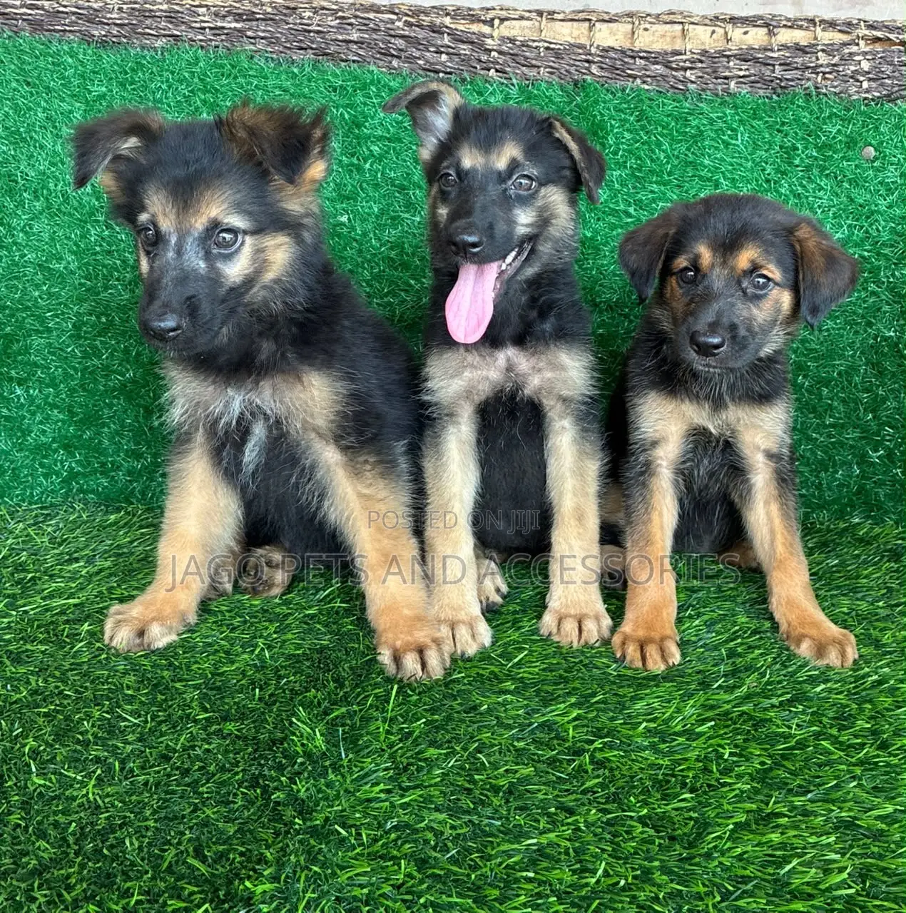 1-3 months Male Purebred German Shepherd