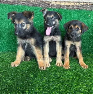1-3 months Male Purebred German Shepherd