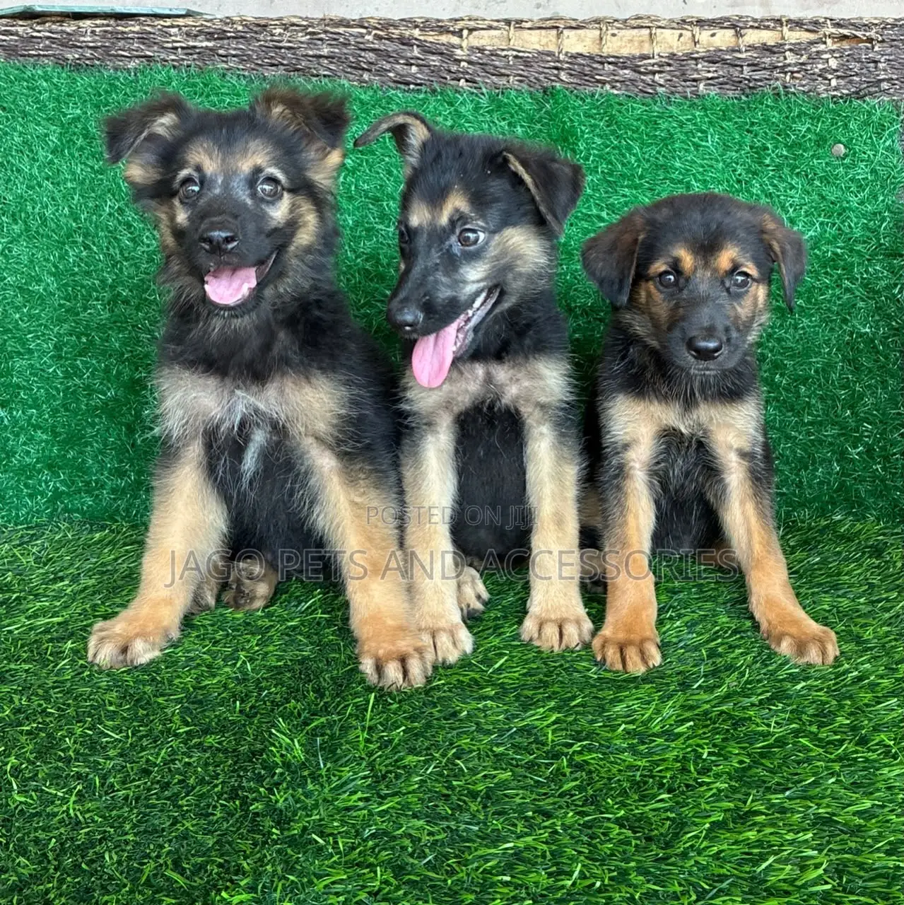 1-3 months Male Purebred German Shepherd