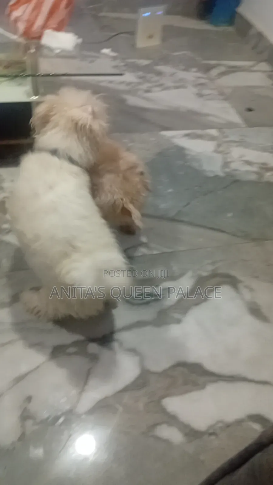 1+ year Male Purebred Lhasa Apso