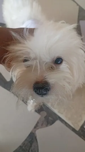 1+ year Male Purebred Lhasa Apso