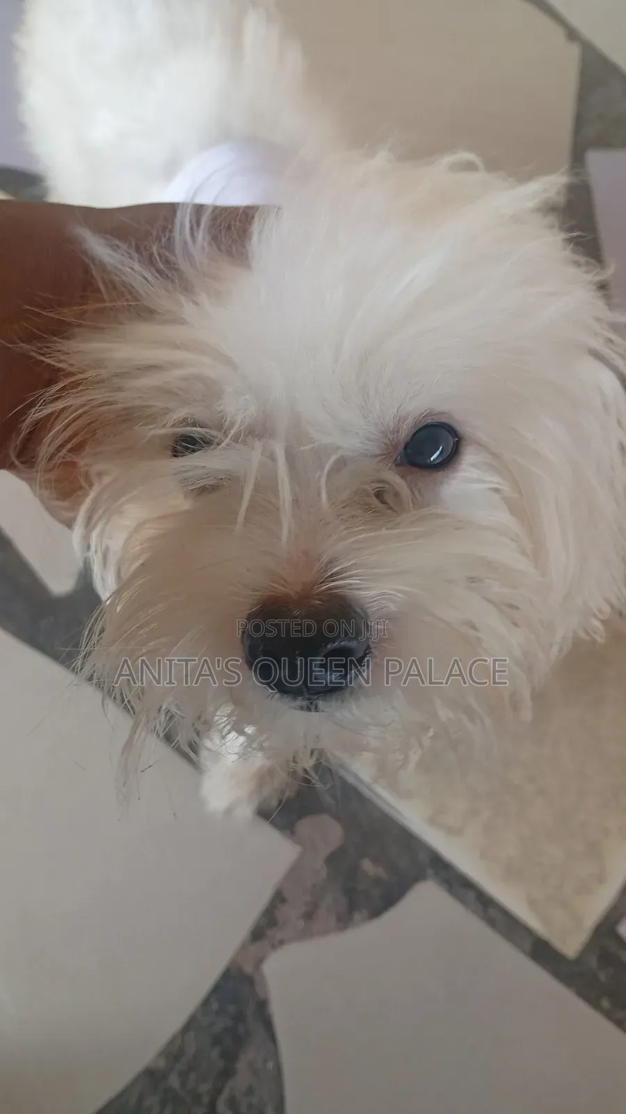 1+ year Male Purebred Lhasa Apso