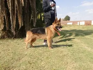 1+ year Male Purebred German Shepherd