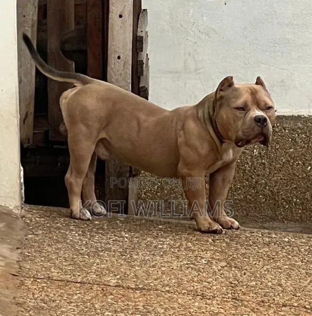 1+ year Male Purebred American Bully