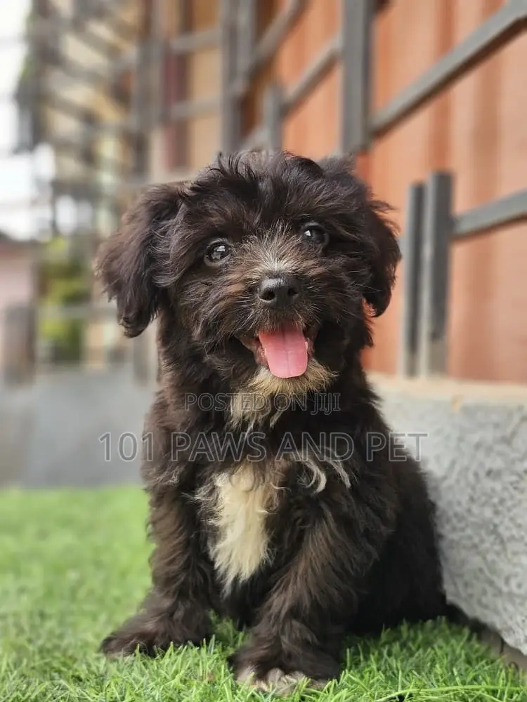 1-3 months Male Purebred Poodle