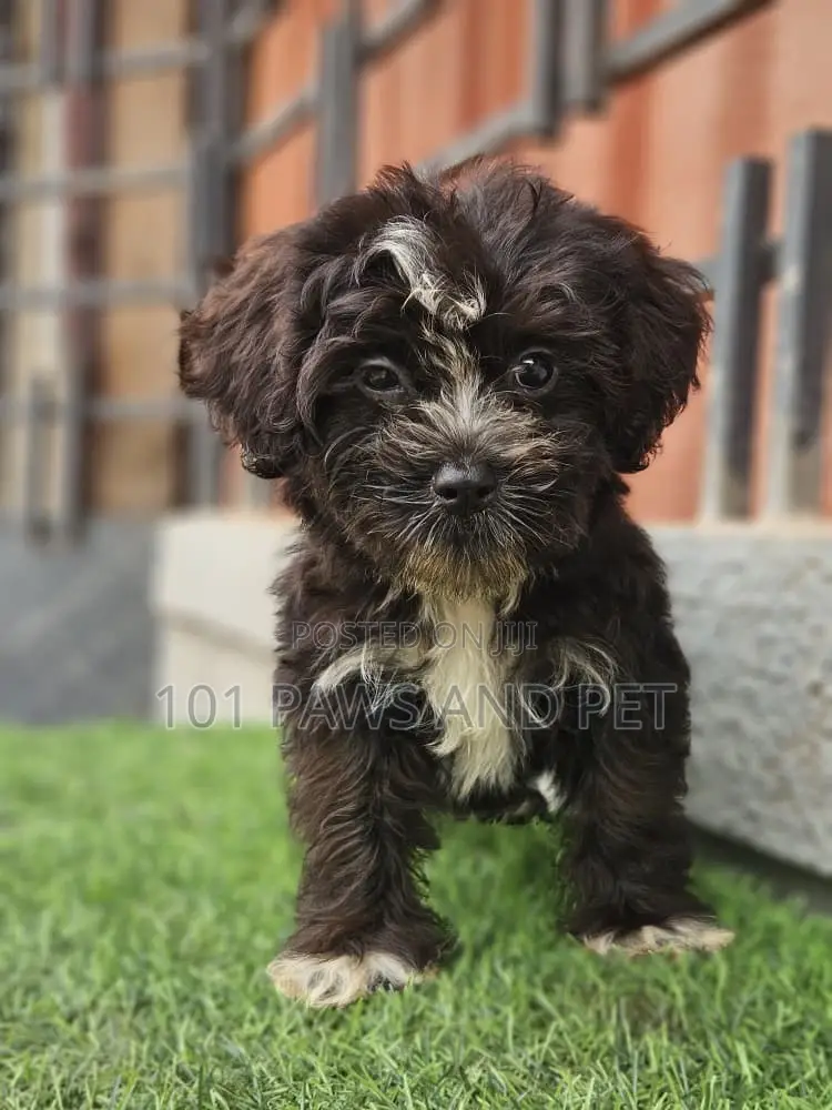 1-3 months Male Purebred Poodle