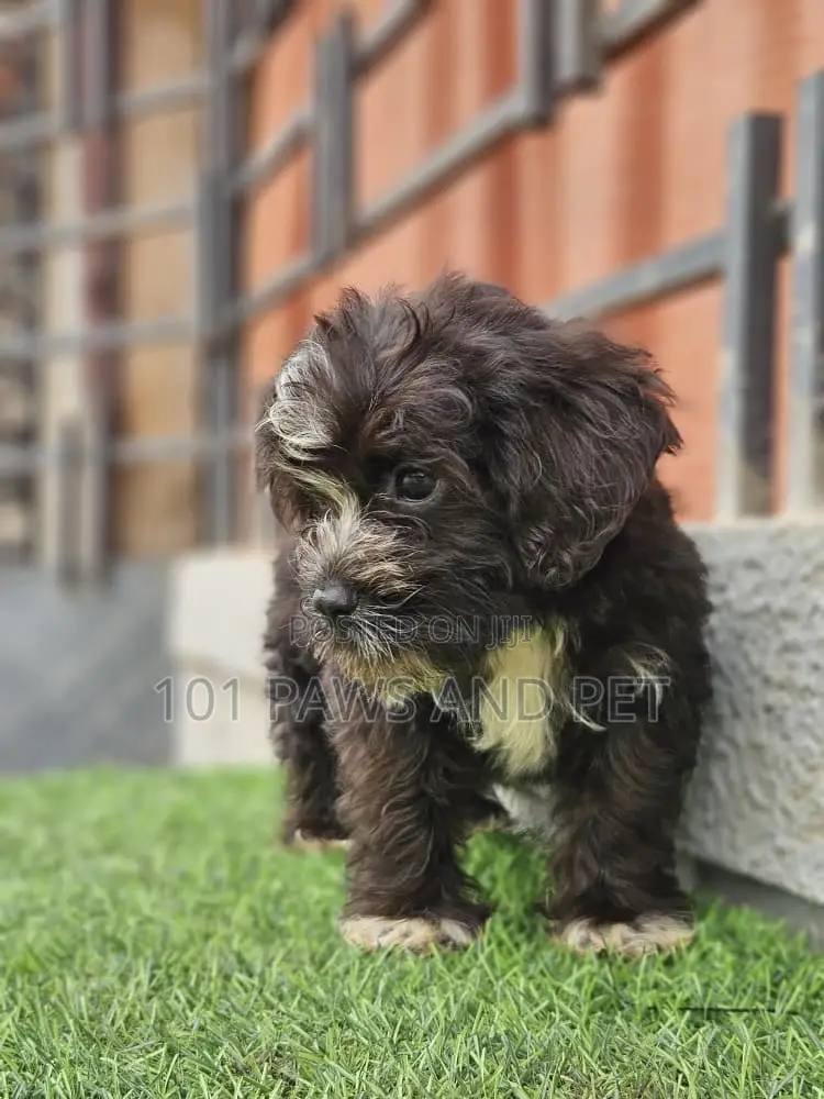 1-3 months Male Purebred Poodle