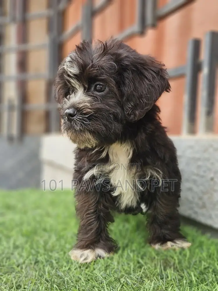 1-3 months Male Purebred Poodle