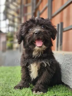 1-3 months Male Purebred Poodle