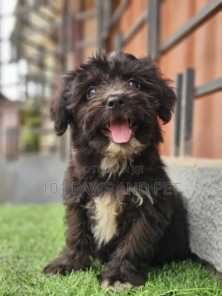 1-3 months Male Purebred Poodle