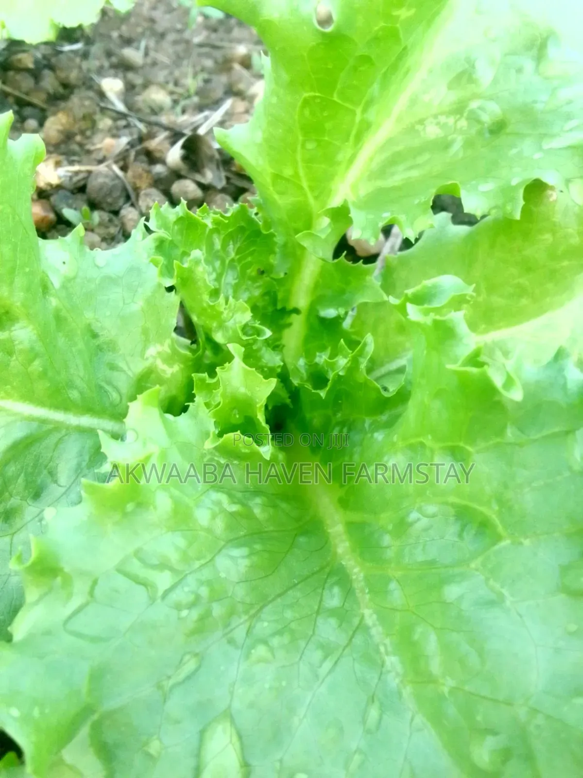 Fresh Farm Lettuce, Harvested Same Day | Crisp & Chemical-Light