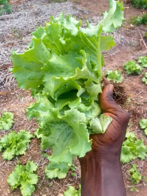 Fresh Farm Lettuce, Harvested Same Day | Crisp & Chemical-Light