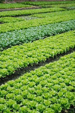 Fresh Farm Lettuce, Harvested Same Day | Crisp & Chemical-Light