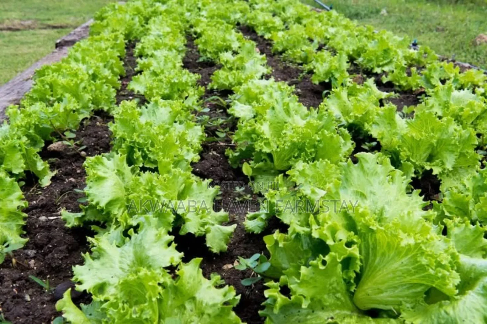 Fresh Farm Lettuce, Harvested Same Day | Crisp & Chemical-Light