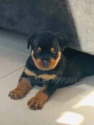 1-3 months Male Purebred Rottweiler