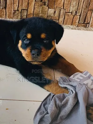 1-3 months Male Purebred Rottweiler