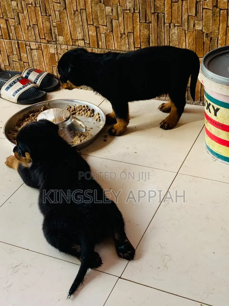 1-3 months Male Purebred Rottweiler