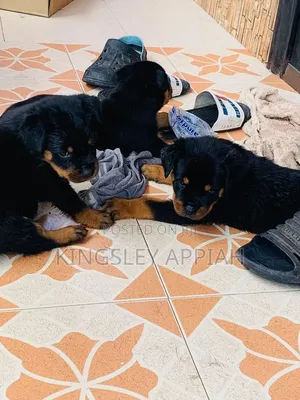 1-3 months Male Purebred Rottweiler