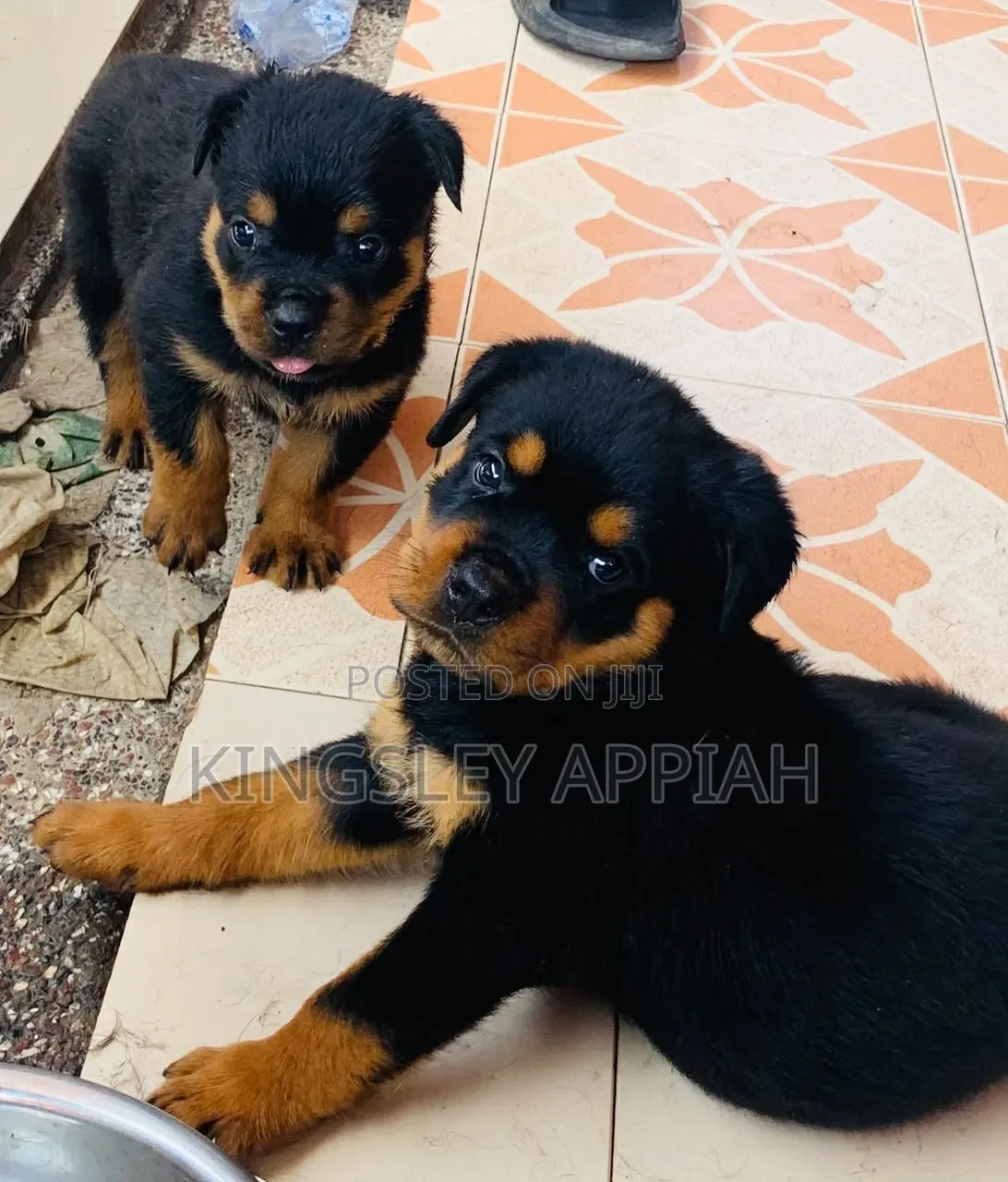 1-3 months Male Purebred Rottweiler