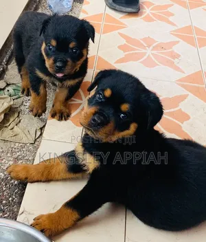 1-3 months Male Purebred Rottweiler