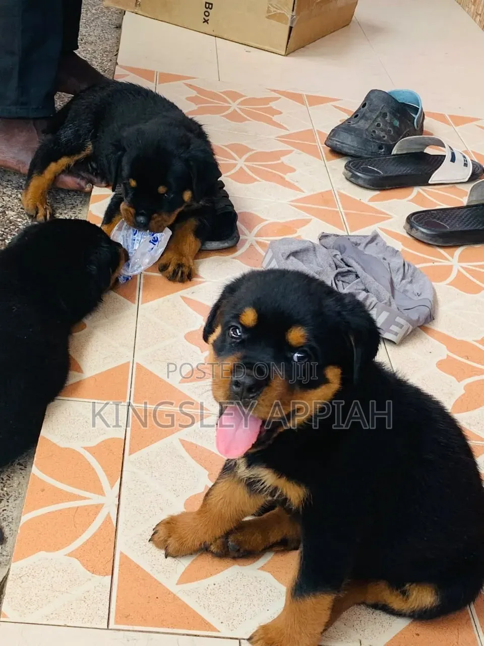 1-3 months Male Purebred Rottweiler