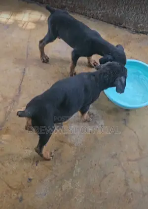 1-3 months Female Purebred Doberman Pinscher