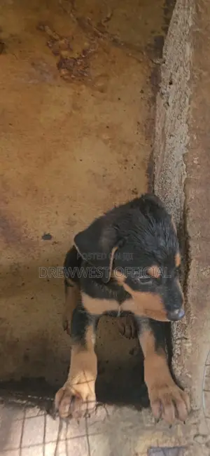 1-3 months Female Purebred Doberman Pinscher