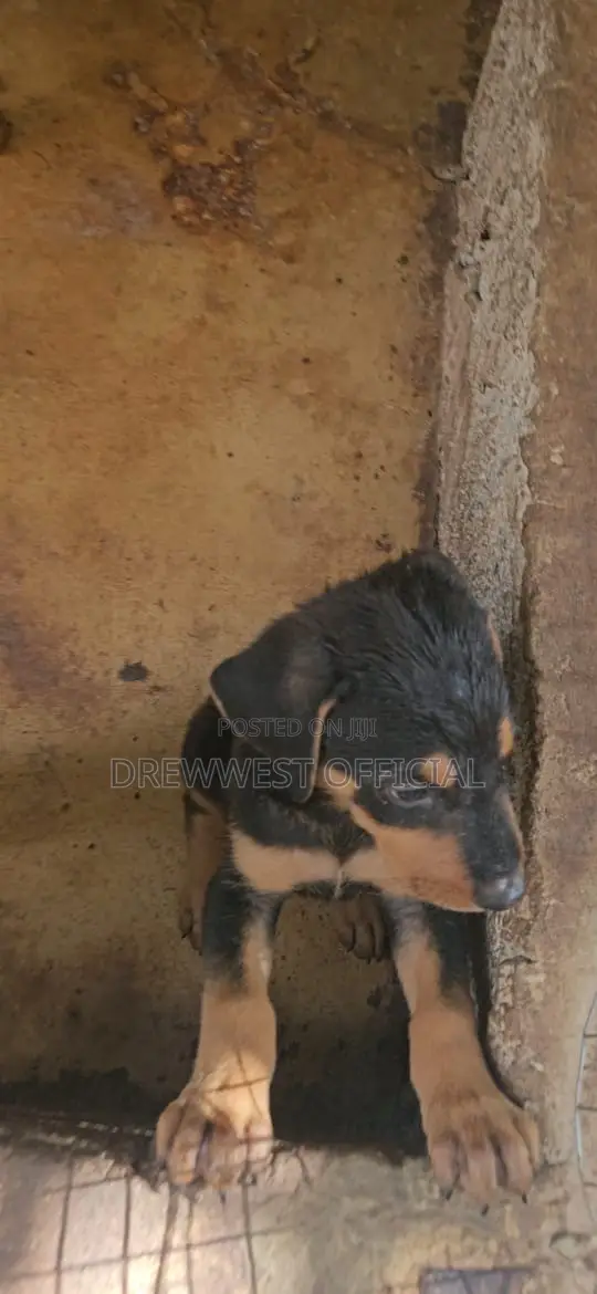 1-3 months Female Purebred Doberman Pinscher