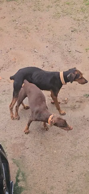 1-3 months Female Purebred Doberman Pinscher