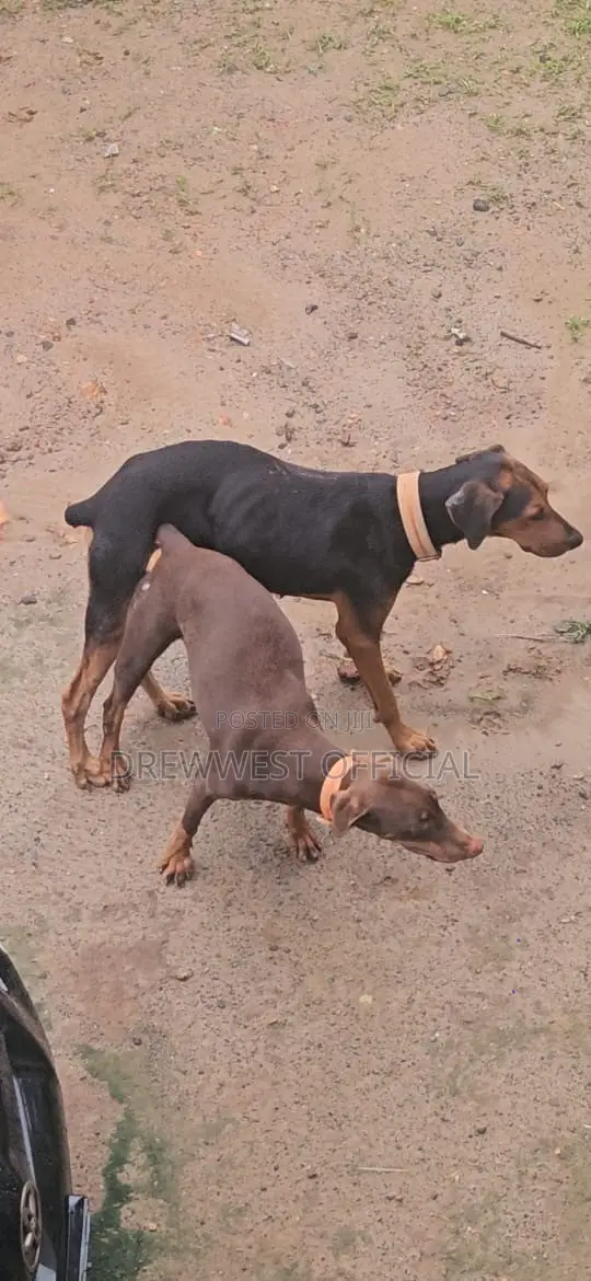 1-3 months Female Purebred Doberman Pinscher