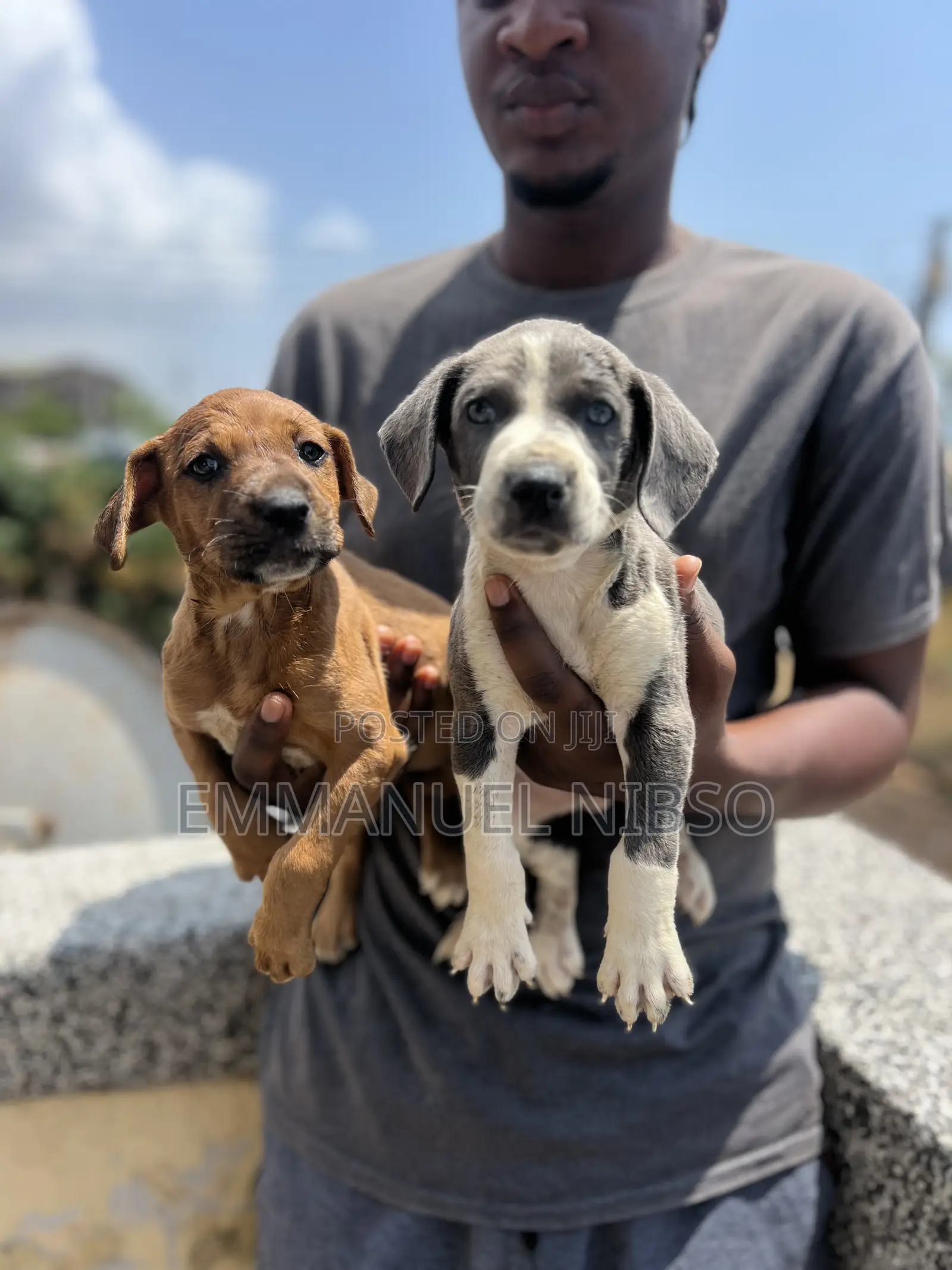 1-3 months Male Purebred American Pit Bull Terrier