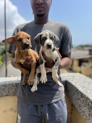 1-3 months Male Purebred American Pit Bull Terrier