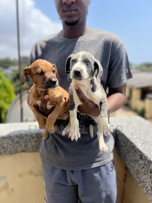 1-3 months Male Purebred American Pit Bull Terrier